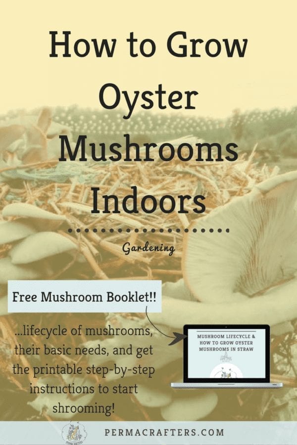 How to Grow Oyster Mushrooms Indoors - Permacrafters