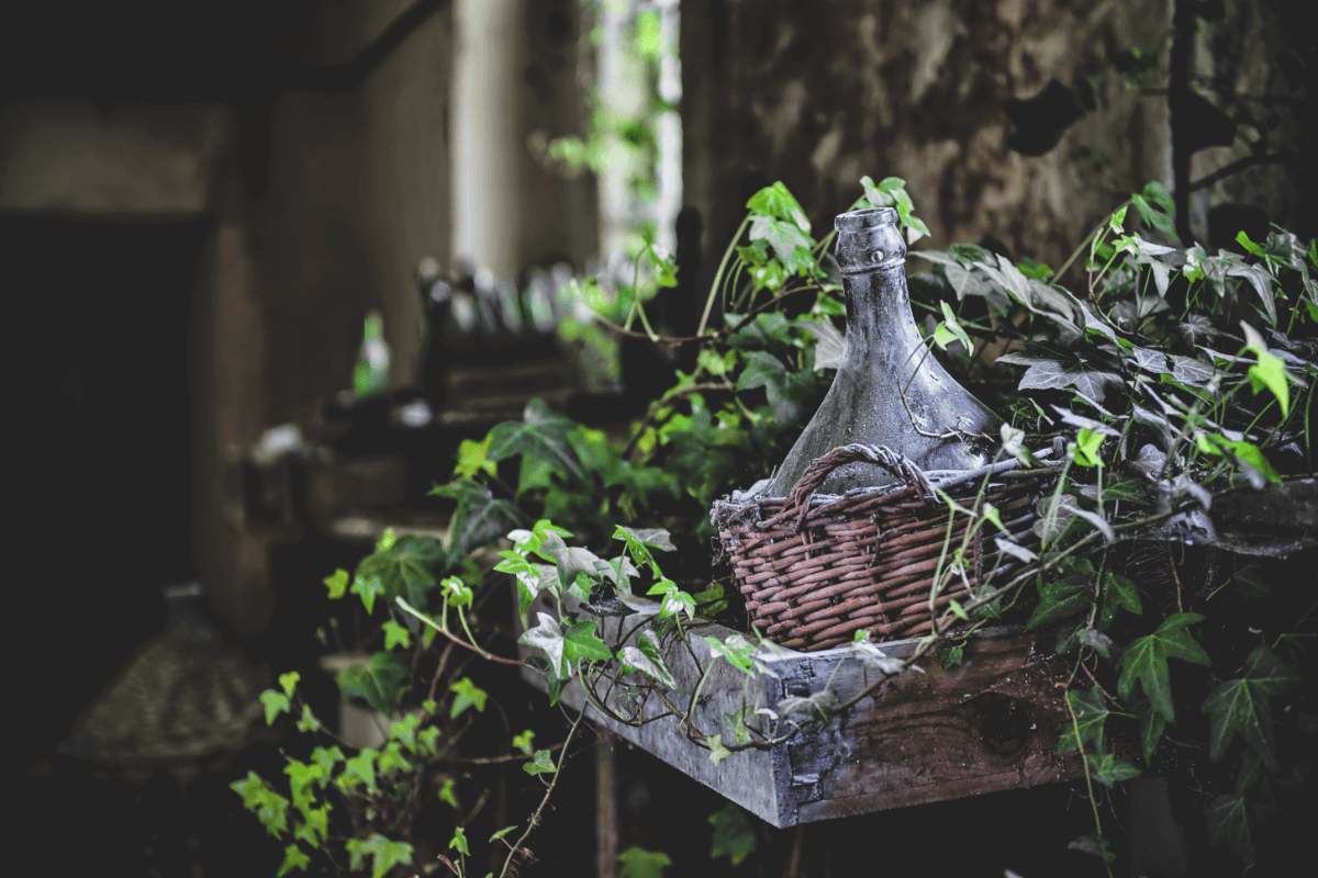 English Ivy Laundry Detergent Permacrafters