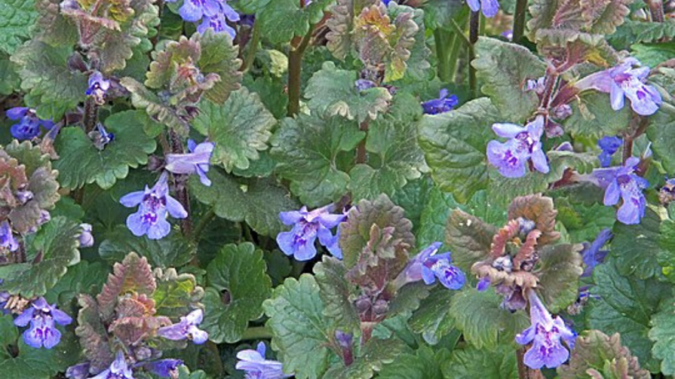 Foraged Purple Dead Nettle | Tofu Scramble Recipe - Permacrafters