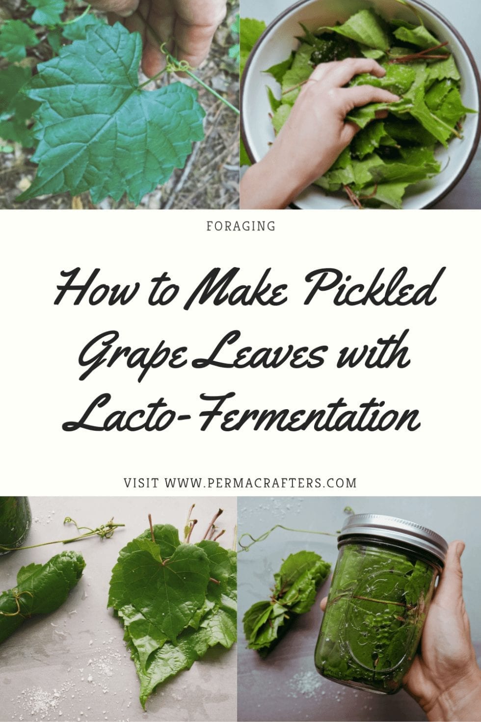 How to Make Pickled Grape Leaves with Lacto-Fermentation - Permacrafters